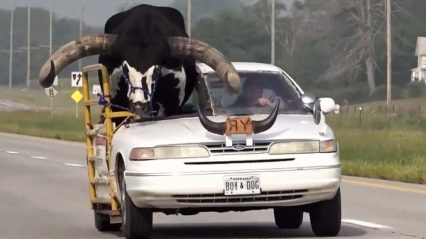 Driver With Giant Bull in Passenger Seat Pulled Over by Cops