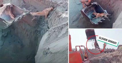 Construction Workers Use Backhoe to Save a Dog That Fell in a Pit