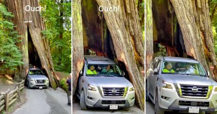 Viral Video of Nissan Getting Stuck in Drive-Through Redwood Tree